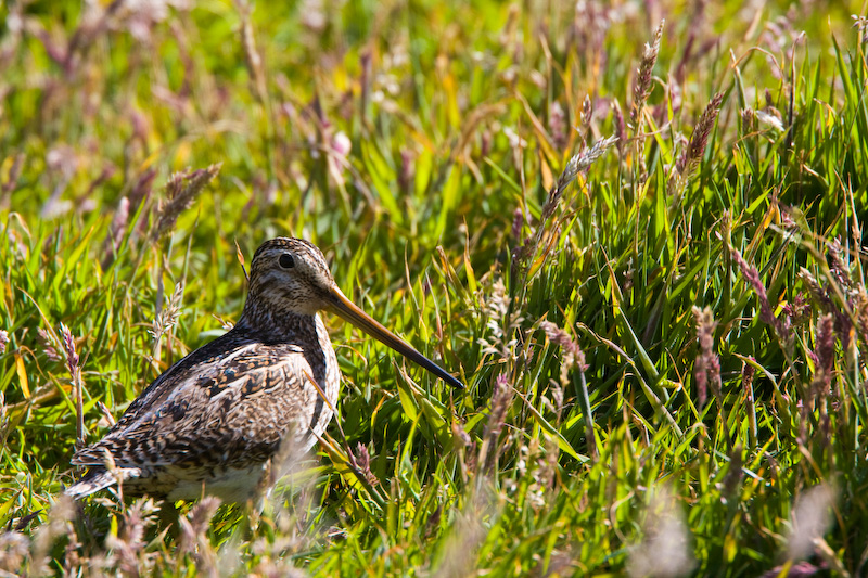 Magellanic Snipe